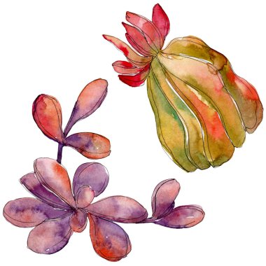 Orman sulu botanik çiçek. Vahşi bahar yaprak izole kır çiçeği. Suluboya arka plan ayarlamak. Suluboya çizim moda aquarelle. İzole lezzetli illüstrasyon öğesi.