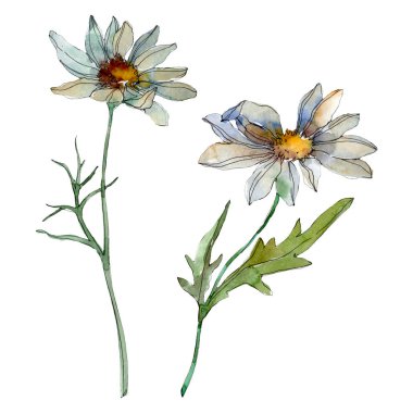 Chamomiles yeşil yaprakları suluboya illüstrasyon izole beyaz ile
