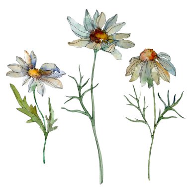 Chamomiles yeşil yaprakları suluboya illüstrasyon izole beyaz ile