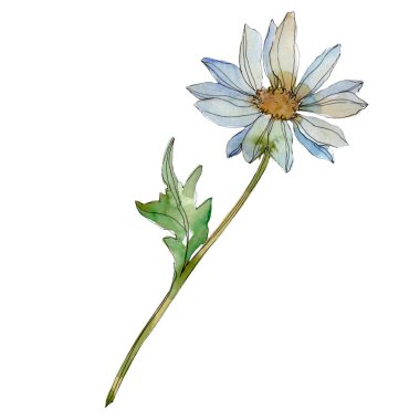 chamomile flower with green leaves isolated on white, watercolor illustration  clipart