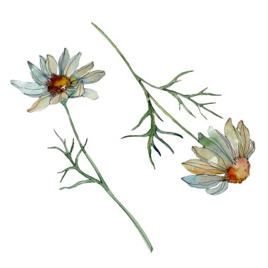 Chamomiles yeşil yaprakları suluboya illüstrasyon izole beyaz ile