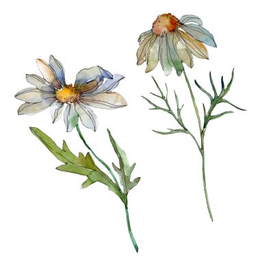 Chamomiles yeşil yaprakları suluboya illüstrasyon izole beyaz ile