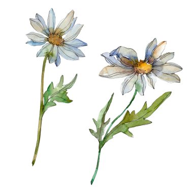 Chamomiles yeşil yaprakları suluboya illüstrasyon izole beyaz ile