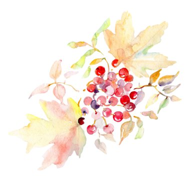 Rowanberry çiçek botanik buket bırakır. Vahşi bahar yaprak izole. Suluboya arka plan ayarlamak. Suluboya çizim moda aquarelle. İzole buket illüstrasyon öğesi.