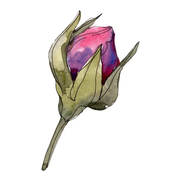 Фиолетовые Розы Цветочные Ботанические Цветы Дикий Весенний Цветок Изолирован Набор — стоковое фото