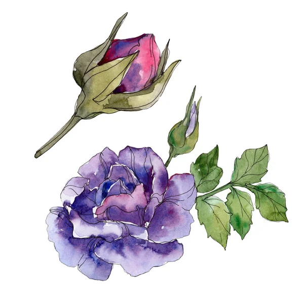 红色和紫色玫瑰花卉植物花卉 野生春叶野花分离 水彩背景插图集 水彩画时尚水彩画 被隔绝的玫瑰色例证元素 — 图库照片