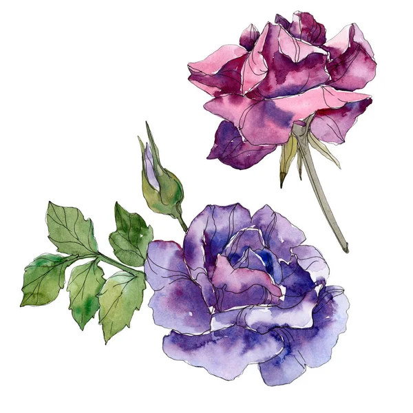 紫色和紫色玫瑰花卉植物花卉 野生春叶野花分离 水彩背景设置 水彩画时尚水彩画 被隔绝的玫瑰色例证元素 — 图库照片