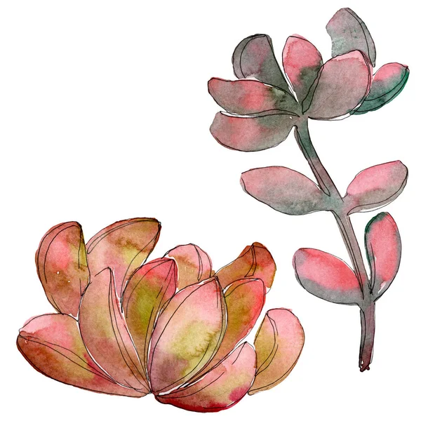 Jungle succulent floral botanical flower. Wild spring leaf wildflower isolated. Watercolor background set. Watercolour drawing fashion aquarelle. Isolated succulent illustration element.