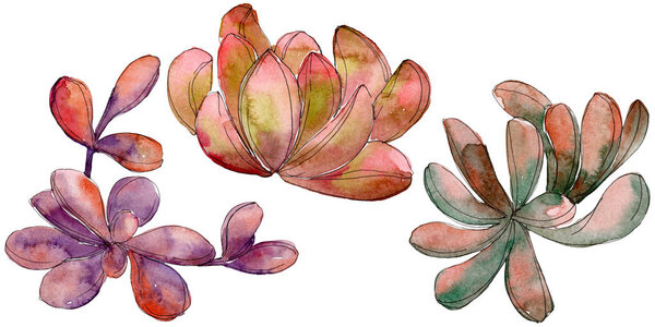 Jungle succulent floral botanical flower. Wild spring leaf wildflower isolated. Watercolor background set. Watercolour drawing fashion aquarelle. Isolated succulent illustration element.
