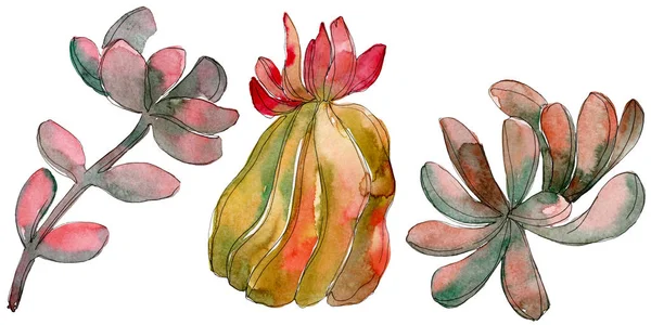 Jungle succulent floral botanical flower. Wild spring leaf wildflower isolated. Watercolor background set. Watercolour drawing fashion aquarelle. Isolated succulent illustration element.
