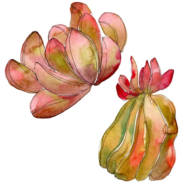 Jungle succulent floral botanical flower. Wild spring leaf wildflower isolated. Watercolor background set. Watercolour drawing fashion aquarelle. Isolated succulent illustration element.