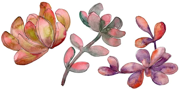 Джунгли Сочный Цветочный Ботанический Цветок Дикий Весенний Цветок Изолирован Акварельный — стоковое фото