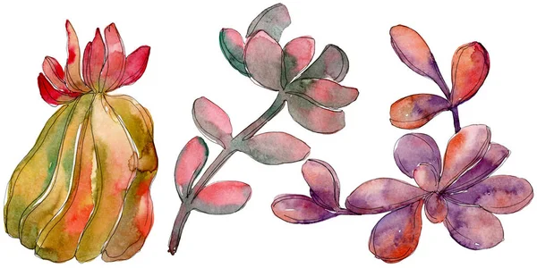 Jungle succulent floral botanical flower. Wild spring leaf wildflower isolated. Watercolor background set. Watercolour drawing fashion aquarelle. Isolated succulent illustration element.
