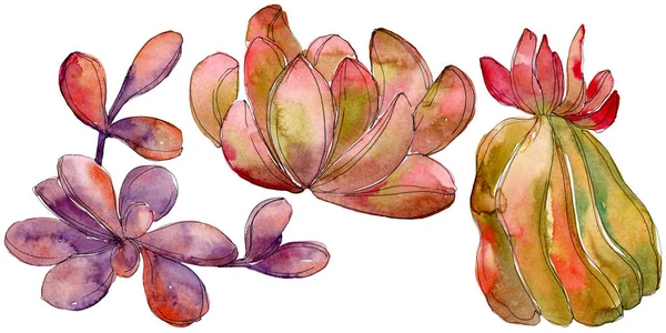 Jungle succulent floral botanical flower. Wild spring leaf wildflower isolated. Watercolor background set. Watercolour drawing fashion aquarelle. Isolated succulent illustration element.