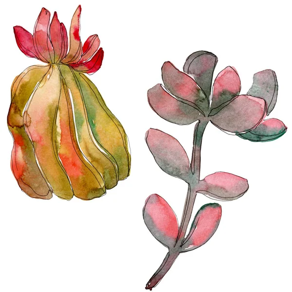 Jungle succulent floral botanical flower. Wild spring leaf wildflower isolated. Watercolor background set. Watercolour drawing fashion aquarelle. Isolated succulent illustration element.