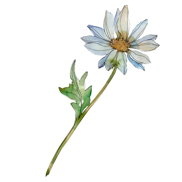 Chamomile Flower Green Leaves Isolated White Watercolor Illustration — Stock Photo, Image