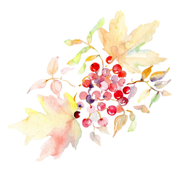 Bouquet with rowanberry floral botanical leaves. Wild spring leaf isolated. Watercolor background set. Watercolour drawing fashion aquarelle. Isolated bouquet illustration element.