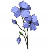 Vektor kék len botanikai virág virág. Vad tavaszi levél vadvirág elszigetelt. Vésett tinta art. Elszigetelt len ábra elem fehér háttér.