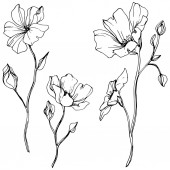 Vektoros len floral botanikus virág. Vad tavaszi levél vadvirág elszigetelt. Fekete-fehér vésett tinta art. Elszigetelt len ábra elem fehér háttér.