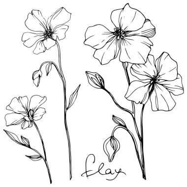 Vector Flax floral botanical flower. Wild spring leaf wildflower isolated. Black and white engraved ink art. Isolated flax illustration element on white background. clipart