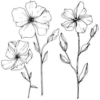 Keten botanik çiçek vektör. Vahşi bahar yaprak izole kır çiçeği. Siyah ve beyaz mürekkep sanat kazınmış. Beyaz arka plan üzerinde izole keten illüstrasyon öğesi.