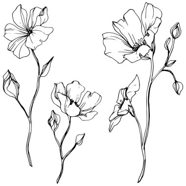 Keten botanik çiçek vektör. Vahşi bahar yaprak izole kır çiçeği. Siyah ve beyaz mürekkep sanat kazınmış. Beyaz arka plan üzerinde izole keten illüstrasyon öğesi.
