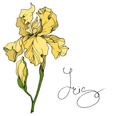 Vektör sarı Iris botanik çiçek. Vahşi bahar yaprak izole kır çiçeği. Oyulmuş mürekkep sanat. İzole Iris resim öğesi.