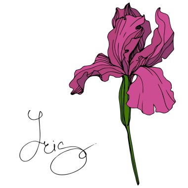 Vektör Maroon Iris botanik çiçek. Vahşi bahar yaprak izole kır çiçeği. Oyulmuş mürekkep sanat. İzole Iris resim öğesi.