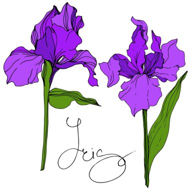 Vektör mor Iris botanik çiçek. Vahşi bahar yaprak izole kır çiçeği. Oyulmuş mürekkep sanat. İzole Iris resim öğesi.