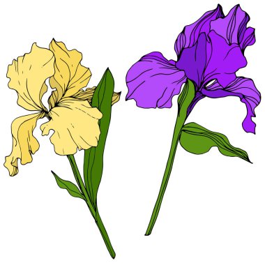 Sarı vektör ve Iris botanik çiçek mor. Vahşi bahar yaprak izole kır çiçeği. Oyulmuş mürekkep sanat. İzole Iris resim öğesi.