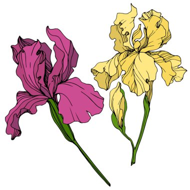Sarı vektör ve Iris botanik çiçek bordo. Vahşi bahar yaprak izole kır çiçeği. Oyulmuş mürekkep sanat. İzole Iris resim öğesi.