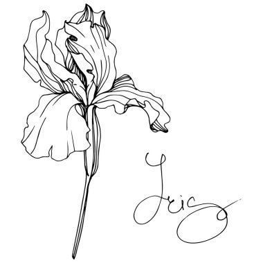 Vektör Iris botanik çiçek. Vahşi bahar yaprak izole kır çiçeği. Siyah ve beyaz mürekkep sanat kazınmış. İzole Iris resim öğesi.