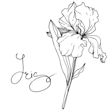 Vektör Iris botanik çiçek. Vahşi bahar yaprak izole kır çiçeği. Siyah ve beyaz mürekkep sanat kazınmış. İzole Iris resim öğesi.