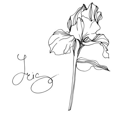 Vektör Iris botanik çiçek. Vahşi bahar yaprak izole kır çiçeği. Siyah ve beyaz mürekkep sanat kazınmış. İzole Iris resim öğesi.