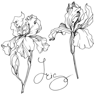 Vektör Iris botanik çiçek. Vahşi bahar yaprak izole kır çiçeği. Siyah ve beyaz mürekkep sanat kazınmış. İzole Iris resim öğesi.