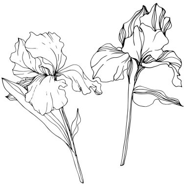 Vektör Iris botanik çiçek. Vahşi bahar yaprak izole kır çiçeği. Siyah ve beyaz mürekkep sanat kazınmış. İzole Iris resim öğesi.