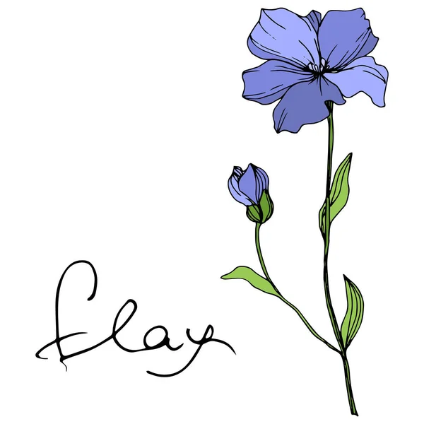 Vector Niebieski Len Botaniczny Kwiat Kwiatowy Wiosna Dzikiego Wildflower Liść — Wektor stockowy