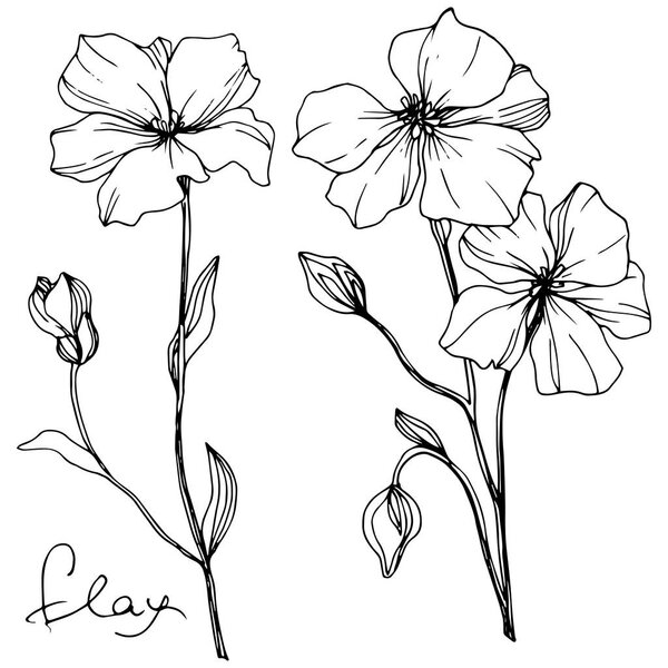 Vector Flax floral botanical flower. Wild spring leaf wildflower isolated. Black and white engraved ink art. Isolated flax illustration element on white background.