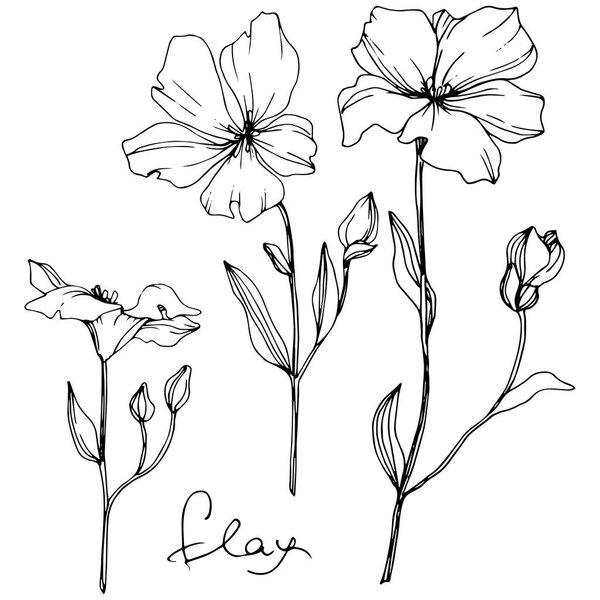 Vector Flax floral botanical flower. Wild spring leaf wildflower isolated. Black and white engraved ink art. Isolated flax illustration element on white background.