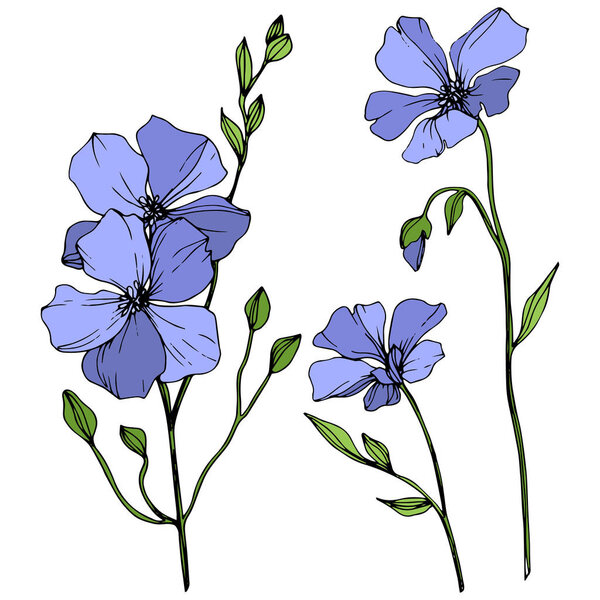 Vector Blue Flax floral botanical flower. Wild spring leaf wildflower isolated. Engraved ink art. Isolated flax illustration element on white background.