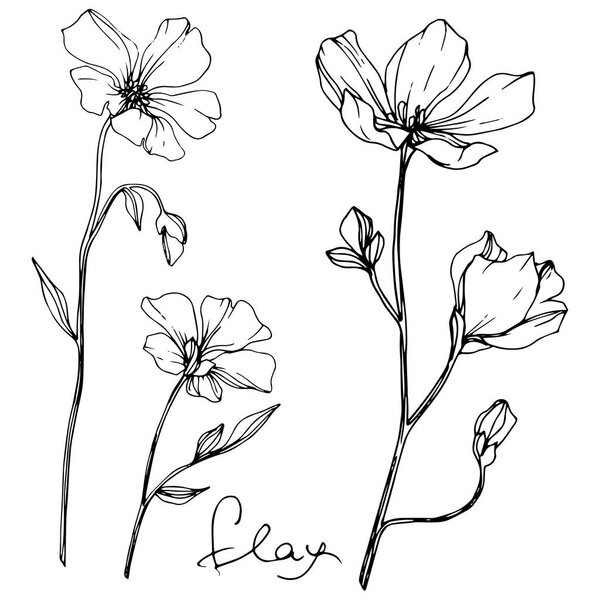 Flor Botánica Floral Vector Flax Flor Silvestre Hoja Primavera Aislada — Vector de stock