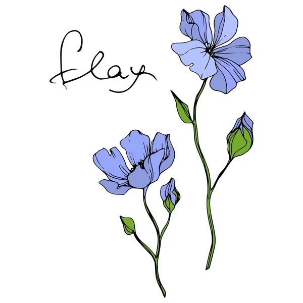 向量蓝色亚麻花植物花 野生春叶野花分离 雕刻的水墨艺术 白色背景上的独立亚麻插图元素 — 图库矢量图片