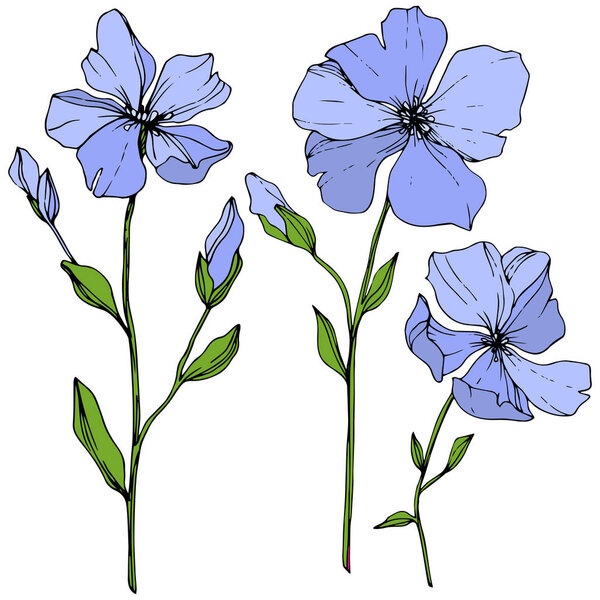 Vector Blue Flax floral botanical flower. Wild spring leaf wildflower isolated. Engraved ink art. Isolated flax illustration element on white background.