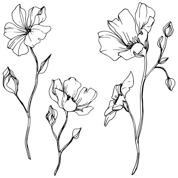 Vector Flax floral botanical flower. Wild spring leaf wildflower isolated. Black and white engraved ink art. Isolated flax illustration element on white background.