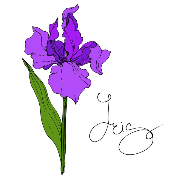 Vector Purple Iris Floral Botanical Flower Flor Silvestre Hoja Primavera — Archivo Imágenes Vectoriales