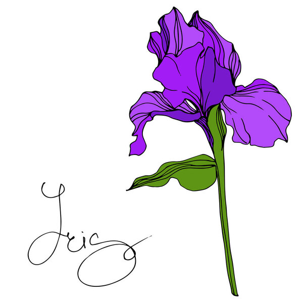 Vector Purple Iris floral botanical flower. Wild spring leaf wildflower isolated. Engraved ink art. Isolated iris illustration element.