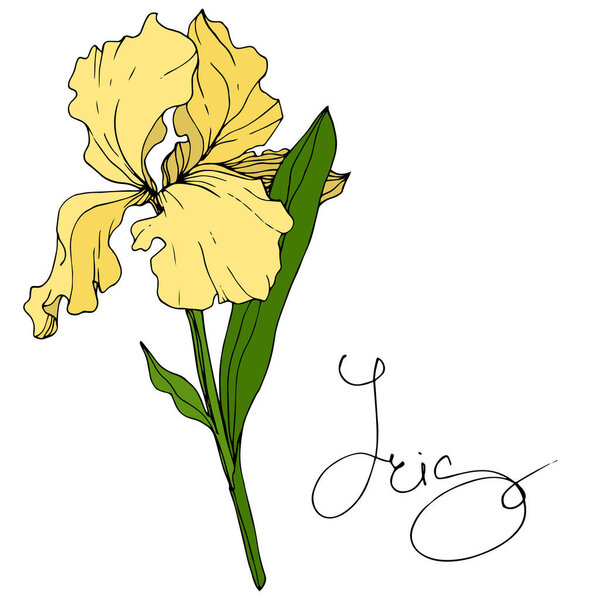 Vector Yellow Iris floral botanical flower. Wild spring leaf wildflower isolated. Engraved ink art. Isolated iris illustration element.