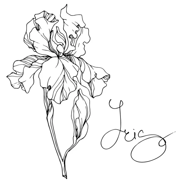 Vektor Iris Květinové Botanické Květin Divoký Jarní Listové Wildflower Izolován — Stockový vektor
