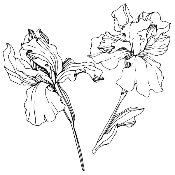 Векторна Квітка Ірису Дикий Весняний Лист Ізольований Чорно Біле Гравірування — стоковий вектор