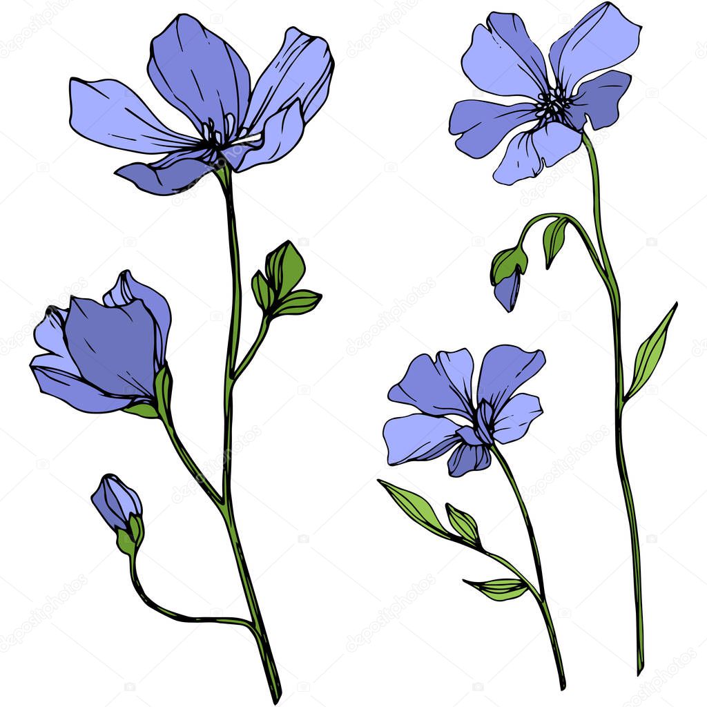 Vector Blue Flax floral botanical flower. Wild spring leaf wildflower isolated. Engraved ink art. Isolated flax illustration element on white background.